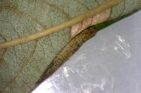 Phyllonorycter salictella