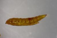 Phyllonorycter salictella