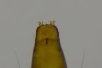 Phyllonorycter salictella