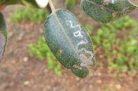 Acrocercops brongniardella