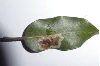 Phyllonorycter belotella