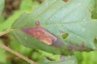 Ectoedemia erythrogenella