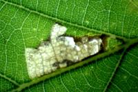 Ectoedemia subbimaculella