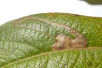 Stigmella salicis