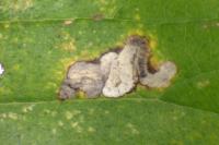 Stigmella viscerella