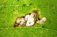 Stigmella viscerella