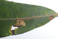 Stigmella salicis