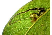 Stigmella salicis