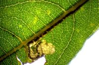 Stigmella salicis