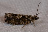 Zeiraphera isertana