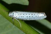Yponomeuta evonymella