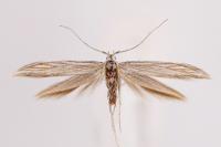 Coleophora struella