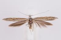 Coleophora dianthivora