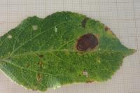 Leucoptera malifoliella
