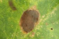 Leucoptera malifoliella