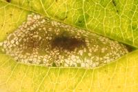 Phyllonorycter
