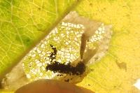 Phyllonorycter