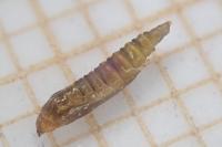 Phyllonorycter