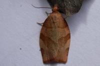Pandemis cerasana