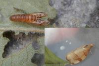 Pandemis cerasana