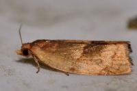 Clepsis rurinana