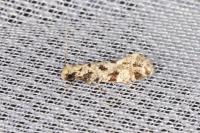Nemapogon inconditellus