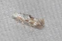 Bucculatrix frangutella