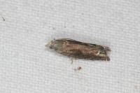 Eucosma parvulana