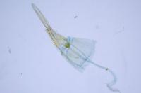 Nemapogon inconditellus