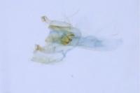 Bucculatrix frangutella
