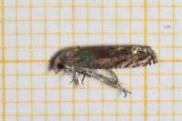 Eucosma parvulana