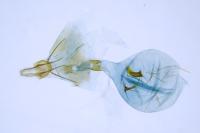 Eucosma parvulana