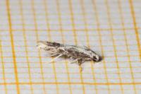 Blastodacna atra