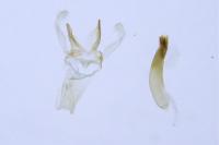 Blastodacna atra