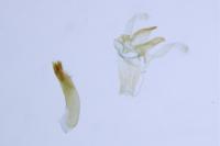 Blastodacna atra