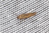 Scythris terrenella