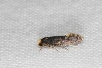 Monopis weaverella