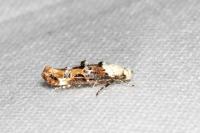 Mompha propinquella