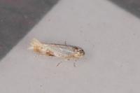 Bucculatrix ulmella
