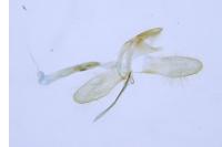 Monopis weaverella