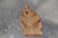 Pandemis cerasana