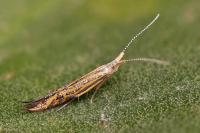 Coleophora limoniella