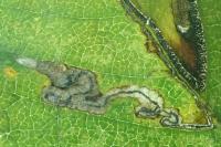 Stigmella ulmivora