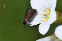Cauchas rufimitrella