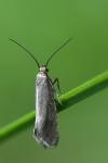 Glyphipterix fuscoviridella