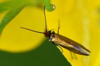 Micropterix aruncella