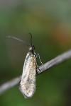 Glyphipterix fuscoviridella