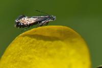 Glyphipterix simpliciella