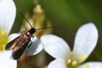 Cauchas rufimitrella