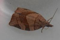 Pandemis dumetana